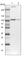 UBE3A antibody, HPA039410, Atlas Antibodies, Western Blot image 