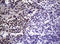 Nibrin antibody, LS-C175647, Lifespan Biosciences, Immunohistochemistry frozen image 