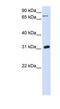 Uridine Phosphorylase 1 antibody, NBP1-55354, Novus Biologicals, Western Blot image 