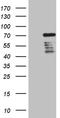 Decapping MRNA 1B antibody, TA809931, Origene, Western Blot image 