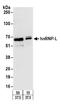 Heterogeneous Nuclear Ribonucleoprotein L antibody, A303-896A, Bethyl Labs, Western Blot image 