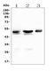 CD46 Molecule antibody, PB9486, Boster Biological Technology, Western Blot image 