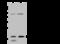 ADP Ribosylation Factor 1 antibody, 106986-T32, Sino Biological, Western Blot image 