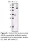 Glycogen Synthase Kinase 3 Alpha antibody, LS-C47222, Lifespan Biosciences, Western Blot image 