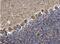 Protein Kinase C Gamma antibody, NBP1-32535, Novus Biologicals, Immunohistochemistry paraffin image 