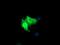 Matrix-remodeling-associated protein 2 antibody, MA5-26238, Invitrogen Antibodies, Immunocytochemistry image 