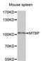 MDM2 Binding Protein antibody, abx126194, Abbexa, Western Blot image 