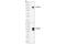 Disabled homolog 1 antibody, 3328S, Cell Signaling Technology, Western Blot image 