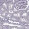 C12orf14 antibody, HPA057585, Atlas Antibodies, Immunohistochemistry frozen image 