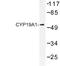 Cytochrome P450 Family 19 Subfamily A Member 1 antibody, LS-C177034, Lifespan Biosciences, Western Blot image 