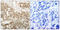 Protein Kinase C Theta antibody, LS-C117459, Lifespan Biosciences, Immunohistochemistry paraffin image 