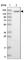 Gem Nuclear Organelle Associated Protein 5 antibody, HPA037393, Atlas Antibodies, Western Blot image 