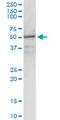 G Protein Subunit Alpha I1 antibody, LS-B4333, Lifespan Biosciences, Western Blot image 