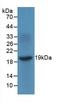 C-X-C Motif Chemokine Ligand 9 antibody, LS-C292484, Lifespan Biosciences, Western Blot image 