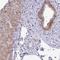 Claudin 1 antibody, NBP2-38578, Novus Biologicals, Immunohistochemistry frozen image 