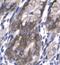 Neuronal PAS Domain Protein 1 antibody, PA1-24403, Invitrogen Antibodies, Immunohistochemistry frozen image 