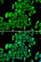 Ribosomal Protein L13 antibody, LS-C334904, Lifespan Biosciences, Immunofluorescence image 