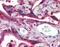 Myostatin antibody, 51-320, ProSci, Immunohistochemistry paraffin image 