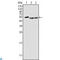 Protein Tyrosine Kinase 6 antibody, LS-C813993, Lifespan Biosciences, Western Blot image 