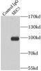 Exocyst Complex Component 2 antibody, FNab07684, FineTest, Immunoprecipitation image 