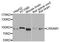 Leucine Rich Repeat And Sterile Alpha Motif Containing 1 antibody, PA5-76450, Invitrogen Antibodies, Western Blot image 