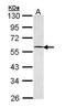 GA Binding Protein Transcription Factor Subunit Beta 1 antibody, GTX103464, GeneTex, Western Blot image 