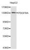 Platelet Derived Growth Factor Receptor Alpha antibody, abx001715, Abbexa, Western Blot image 