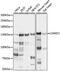 Cullin Associated And Neddylation Dissociated 2 (Putative) antibody, 16-632, ProSci, Western Blot image 