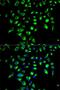 CD86 antibody, LS-B11911, Lifespan Biosciences, Immunofluorescence image 