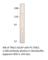 Timeless Circadian Regulator antibody, TMLS-101AP, FabGennix, Western Blot image 