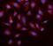 ELOVL Fatty Acid Elongase 4 antibody, A03840-1, Boster Biological Technology, Immunofluorescence image 