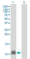 C-C Motif Chemokine Ligand 14 antibody, LS-C198164, Lifespan Biosciences, Western Blot image 