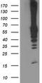 Dolichyl-diphosphooligosaccharide--protein glycosyltransferase 67 kDa subunit antibody, LS-C173357, Lifespan Biosciences, Western Blot image 