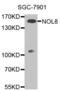 Nucleolar Protein 8 antibody, abx004597, Abbexa, Western Blot image 