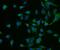 Chromogranin A antibody, A01256-3, Boster Biological Technology, Immunofluorescence image 