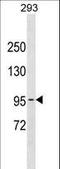 DNA Polymerase Kappa antibody, LS-C155811, Lifespan Biosciences, Western Blot image 