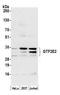 General transcription factor IIE subunit 2 antibody, A305-054A, Bethyl Labs, Western Blot image 