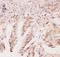 Cyclic AMP-dependent transcription factor ATF-1 antibody, LS-C343989, Lifespan Biosciences, Immunohistochemistry frozen image 