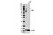 Proprotein Convertase Subtilisin/Kexin Type 2 antibody, 14013S, Cell Signaling Technology, Western Blot image 