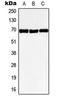 G Protein-Coupled Receptor 50 antibody, LS-C353161, Lifespan Biosciences, Western Blot image 