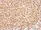 Kruppel Like Factor 5 antibody, NBP1-32245, Novus Biologicals, Immunohistochemistry frozen image 