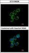 GAS2-like protein 1 antibody, GTX106226, GeneTex, Immunofluorescence image 