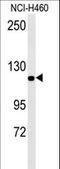 Importin 7 antibody, LS-C165265, Lifespan Biosciences, Western Blot image 