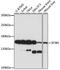 Splicing Factor 3b Subunit 1 antibody, A15801, ABclonal Technology, Western Blot image 