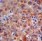 Complement Factor H antibody, LS-C168702, Lifespan Biosciences, Immunohistochemistry frozen image 
