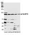 Exportin 7 antibody, NBP2-76384, Novus Biologicals, Western Blot image 