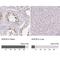 SAGA Complex Associated Factor 29 antibody, NBP2-38670, Novus Biologicals, Immunohistochemistry paraffin image 