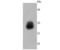 Growth Hormone 1 antibody, NBP2-66893, Novus Biologicals, Western Blot image 