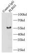 Pleiotropic Regulator 1 antibody, FNab06556, FineTest, Immunoprecipitation image 