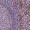 Transmembrane Protein 184A antibody, PA5-64460, Invitrogen Antibodies, Immunohistochemistry frozen image 